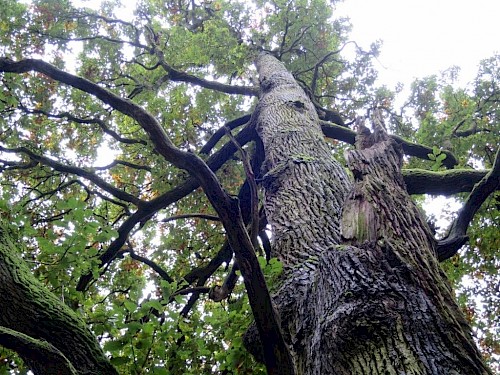 Die Hirzweiler Eiche scheint ein Wohnort der Gewittergötter zu sein. Hier hat der Blitz kräftig zugeschlagen und dem Baum einen ganzen Stamm genommen.
