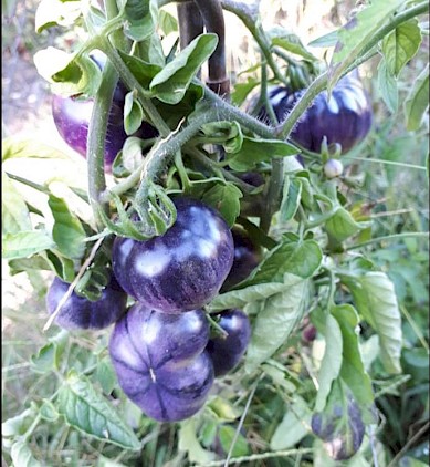 Im Bild zu sehen ein Amethyst Jewel, vom Geschmack ist diese Tomatensorte leicht süßlich. Foto: Nicole Schuh