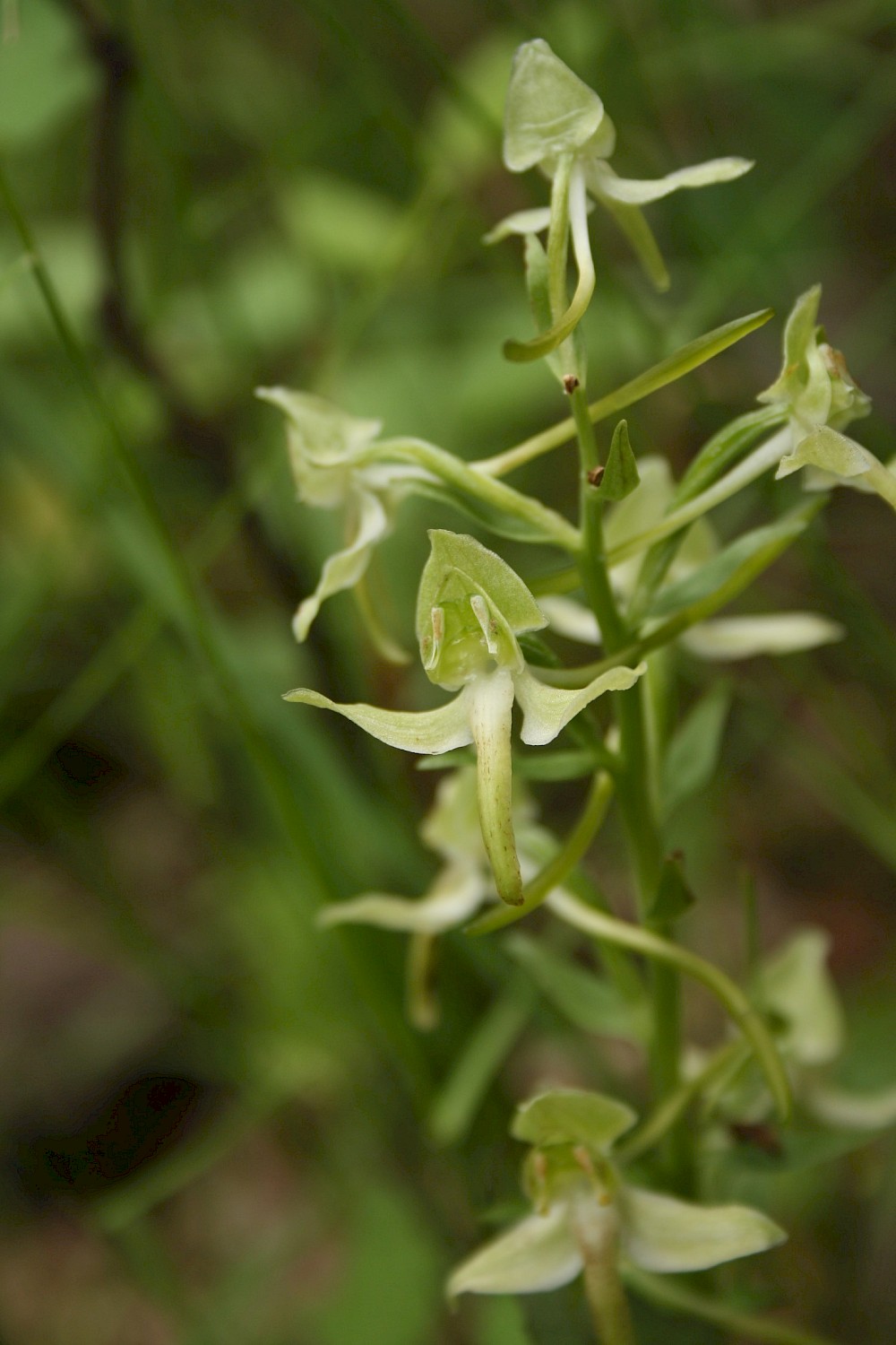 Im Bild zu sehen die Grünliche Waldhyazinthe, sie ist die Orchidee des Jahres 2025. Foto: Anita Naumann