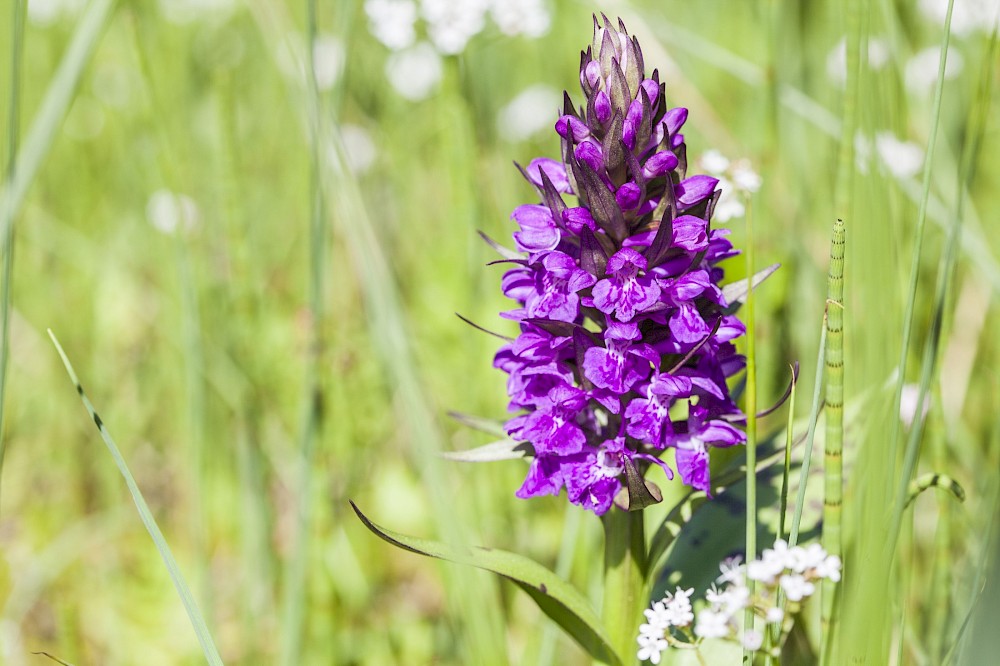 Auch den Orchideen macht der Klimawandel zu schaffen. Das Breitblättrige Knabenkraut ist eine stattliche Orchidee, die im Frühjahr mit purpurfarbenen Blüten leuchtet. Sie leidet, weil ihr Lebensraum durch geringere Niederschlagsmengen immer trockener wird. Aber mache Orchideenarten werden auch begünstigt. So vermehrt sich die Orchidee Bocks-Riemenzunge deutlich, da sie mit der Trockenheit gut klarkommt. Foto Eike Dubois